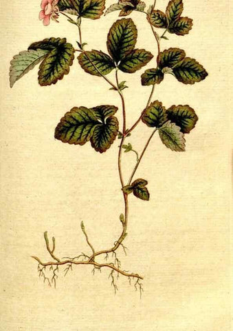 Reproducción/Reproduction 34781263210: The Botanical magazine, or, Flower-garden displayed ... /. [S.l. :s.n.],1790-1800 ;