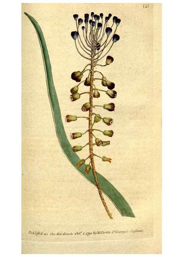 Reproducción/Reproduction 35002624682: The Botanical magazine, or, Flower-garden displayed ... /. [S.l. :s.n.],1790-1800 ;
