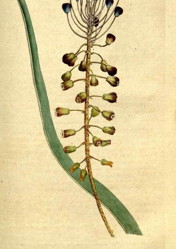 Reproducción/Reproduction 35002624682: The Botanical magazine, or, Flower-garden displayed ... /. [S.l. :s.n.],1790-1800 ;