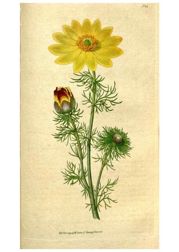 Reproducción/Reproduction 34781271870: The Botanical magazine, or, Flower-garden displayed ... /. [S.l. :s.n.],1790-1800 ;