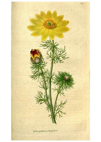 Reproducción/Reproduction 34781271870: The Botanical magazine, or, Flower-garden displayed ... /. [S.l. :s.n.],1790-1800 ;