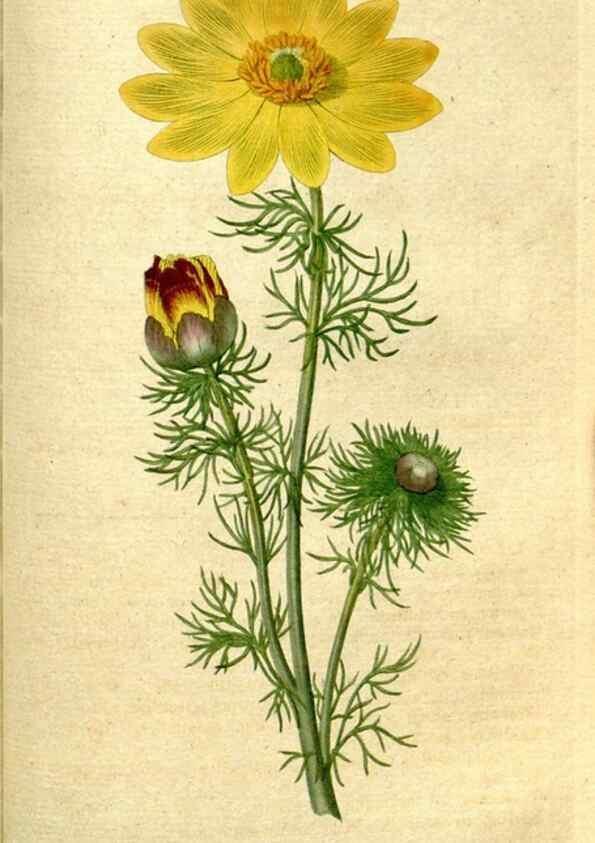 Reproducción/Reproduction 34781271870: The Botanical magazine, or, Flower-garden displayed ... /. [S.l. :s.n.],1790-1800 ;