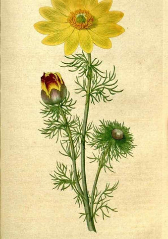 Reproducción/Reproduction 34781271870: The Botanical magazine, or, Flower-garden displayed ... /. [S.l. :s.n.],1790-1800 ;