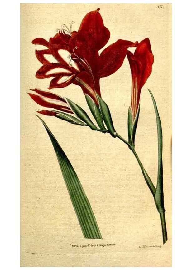 Reproducción/Reproduction 34781276660: The Botanical magazine, or, Flower-garden displayed ... /. [S.l. :s.n.],1790-1800 ;