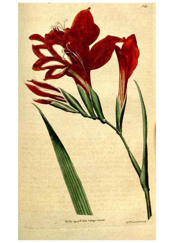 Reproducción/Reproduction 34781276660: The Botanical magazine, or, Flower-garden displayed ... /. [S.l. :s.n.],1790-1800 ;