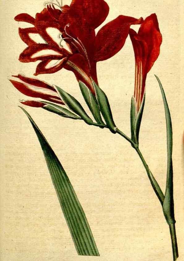 Reproducción/Reproduction 34781276660: The Botanical magazine, or, Flower-garden displayed ... /. [S.l. :s.n.],1790-1800 ;