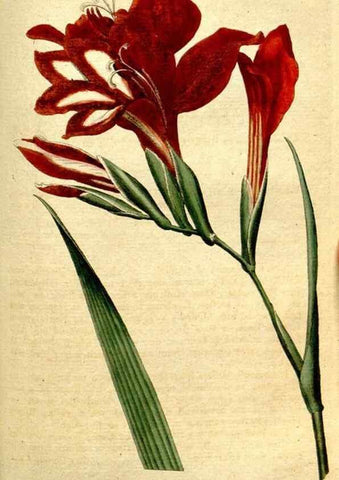 Reproducción/Reproduction 34781276660: The Botanical magazine, or, Flower-garden displayed ... /. [S.l. :s.n.],1790-1800 ;
