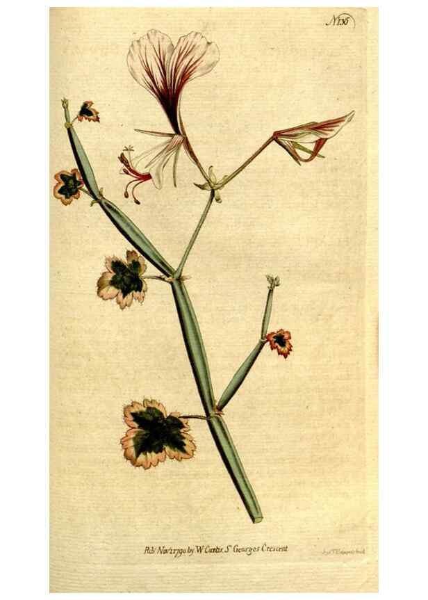 Reproducción/Reproduction 35167677865: The Botanical magazine, or, Flower-garden displayed ... /. [S.l. :s.n.],1790-1800 ;