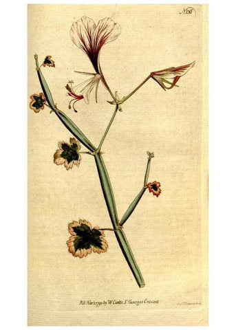 Reproducción/Reproduction 35167677865: The Botanical magazine, or, Flower-garden displayed ... /. [S.l. :s.n.],1790-1800 ;