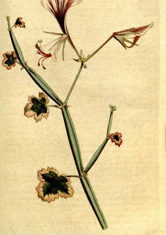 Reproducción/Reproduction 35167677865: The Botanical magazine, or, Flower-garden displayed ... /. [S.l. :s.n.],1790-1800 ;