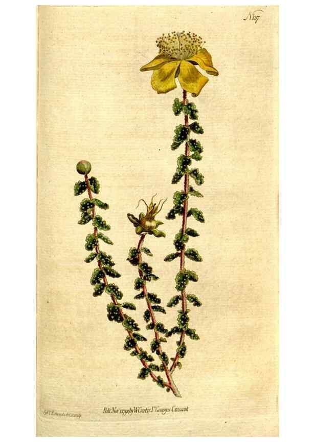 Reproducción/Reproduction 35167680735: The Botanical magazine, or, Flower-garden displayed ... /. [S.l. :s.n.],1790-1800 ;