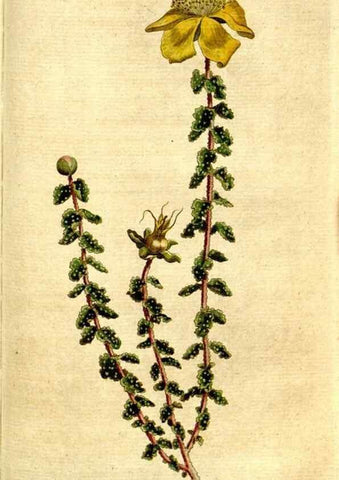 Reproducción/Reproduction 35167680735: The Botanical magazine, or, Flower-garden displayed ... /. [S.l. :s.n.],1790-1800 ;
