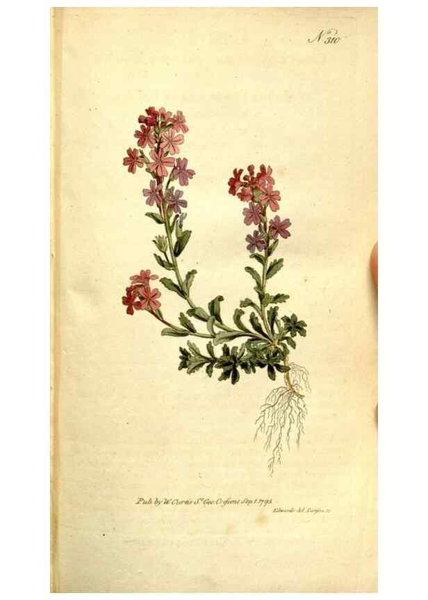 Reproducción/Reproduction 34781948970: The Botanical magazine, or, Flower-garden displayed ... /. [S.l. :s.n.],1790-1800 ;
