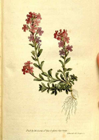 Reproducción/Reproduction 34781948970: The Botanical magazine, or, Flower-garden displayed ... /. [S.l. :s.n.],1790-1800 ;