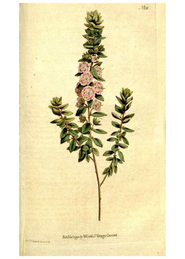 Reproducción/Reproduction 34322716684: The Botanical magazine, or, Flower-garden displayed ... /. [S.l. :s.n.],1790-1800 ;