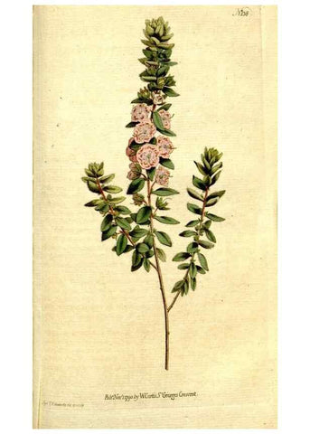 Reproducción/Reproduction 34322716684: The Botanical magazine, or, Flower-garden displayed ... /. [S.l. :s.n.],1790-1800 ;