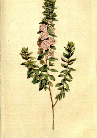 Reproducción/Reproduction 34322716684: The Botanical magazine, or, Flower-garden displayed ... /. [S.l. :s.n.],1790-1800 ;