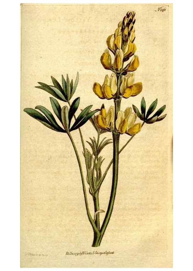 Reproducción/Reproduction 35127686156: The Botanical magazine, or, Flower-garden displayed ... /. [S.l. :s.n.],1790-1800 ;