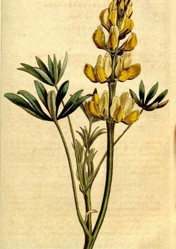 Reproducción/Reproduction 35127686156: The Botanical magazine, or, Flower-garden displayed ... /. [S.l. :s.n.],1790-1800 ;