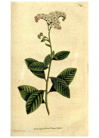 Reproducción/Reproduction 34322721804: The Botanical magazine, or, Flower-garden displayed ... /. [S.l. :s.n.],1790-1800 ;