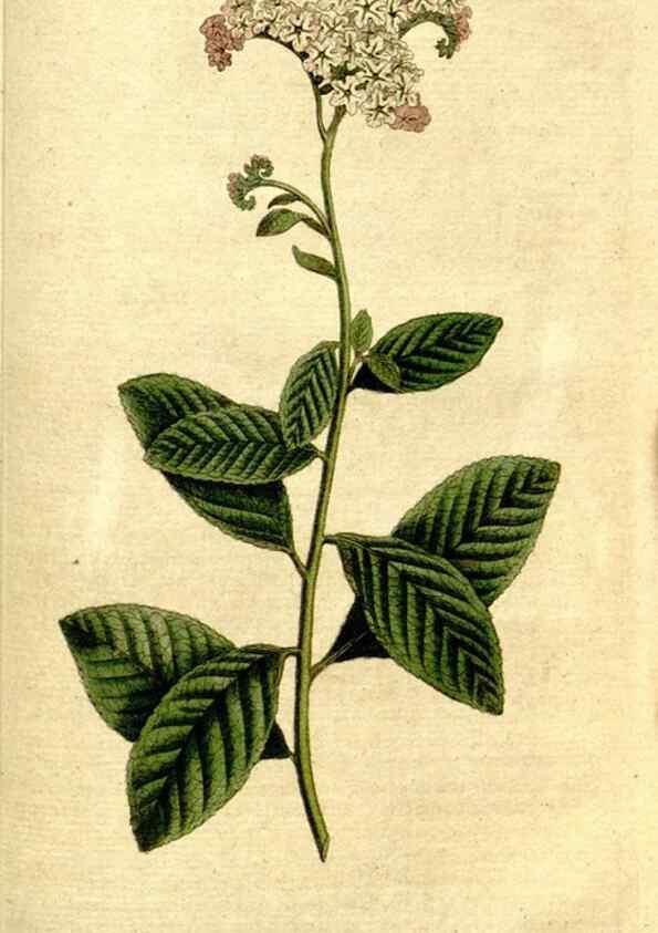 Reproducción/Reproduction 34322721804: The Botanical magazine, or, Flower-garden displayed ... /. [S.l. :s.n.],1790-1800 ;