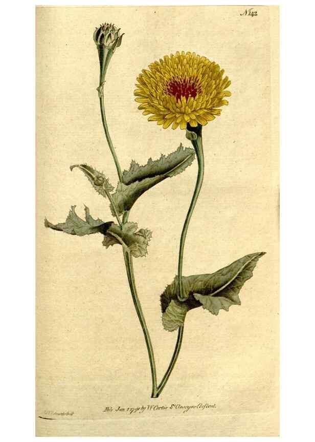 Reproducción/Reproduction 35002638232: The Botanical magazine, or, Flower-garden displayed ... /. [S.l. :s.n.],1790-1800 ;