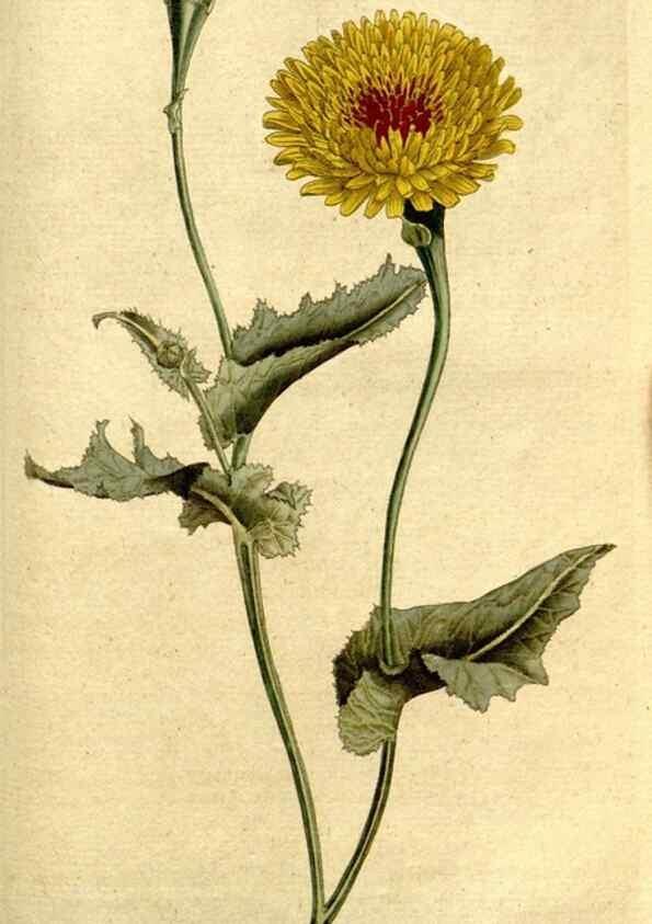 Reproducción/Reproduction 35002638232: The Botanical magazine, or, Flower-garden displayed ... /. [S.l. :s.n.],1790-1800 ;