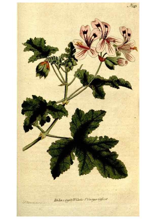 Reproducción/Reproduction 35127691016: The Botanical magazine, or, Flower-garden displayed ... /. [S.l. :s.n.],1790-1800 ;