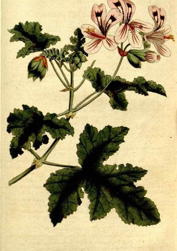 Reproducción/Reproduction 35127691016: The Botanical magazine, or, Flower-garden displayed ... /. [S.l. :s.n.],1790-1800 ;