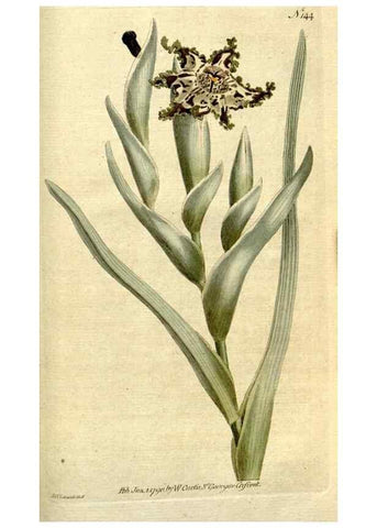 Reproducción/Reproduction 35127693226: The Botanical magazine, or, Flower-garden displayed ... /. [S.l. :s.n.],1790-1800 ;