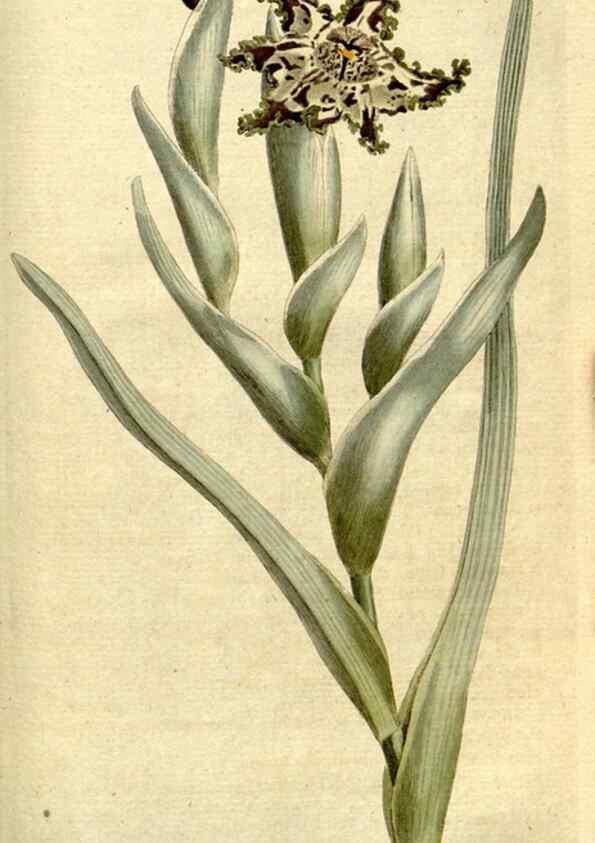 Reproducción/Reproduction 35127693226: The Botanical magazine, or, Flower-garden displayed ... /. [S.l. :s.n.],1790-1800 ;