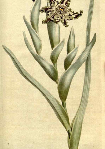 Reproducción/Reproduction 35127693226: The Botanical magazine, or, Flower-garden displayed ... /. [S.l. :s.n.],1790-1800 ;