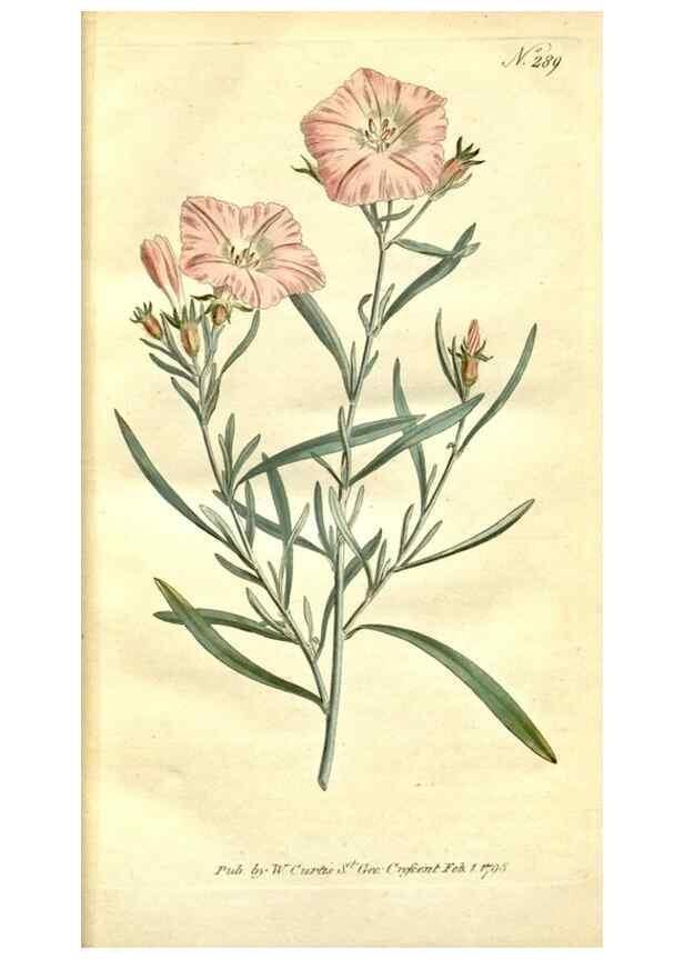 Reproducción/Reproduction 34323449244: The Botanical magazine, or, Flower-garden displayed ... /. [S.l. :s.n.],1790-1800 ;