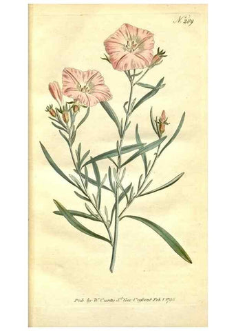 Reproducción/Reproduction 34323449244: The Botanical magazine, or, Flower-garden displayed ... /. [S.l. :s.n.],1790-1800 ;
