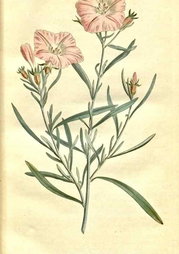 Reproducción/Reproduction 34323449244: The Botanical magazine, or, Flower-garden displayed ... /. [S.l. :s.n.],1790-1800 ;