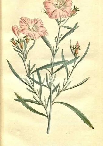 Reproducción/Reproduction 34323449244: The Botanical magazine, or, Flower-garden displayed ... /. [S.l. :s.n.],1790-1800 ;