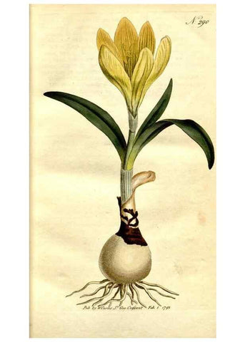 Reproducción/Reproduction 34781909030: The Botanical magazine, or, Flower-garden displayed ... /. [S.l. :s.n.],1790-1800 ;