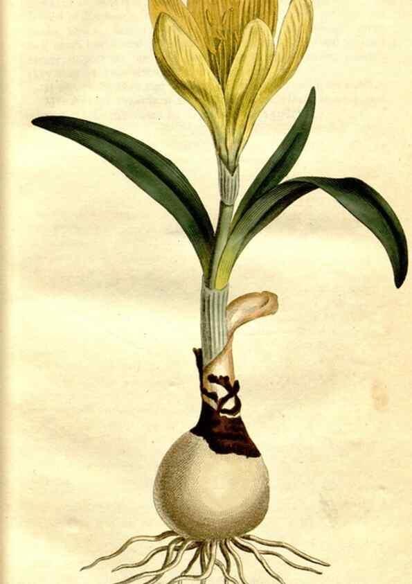 Reproducción/Reproduction 34781909030: The Botanical magazine, or, Flower-garden displayed ... /. [S.l. :s.n.],1790-1800 ;