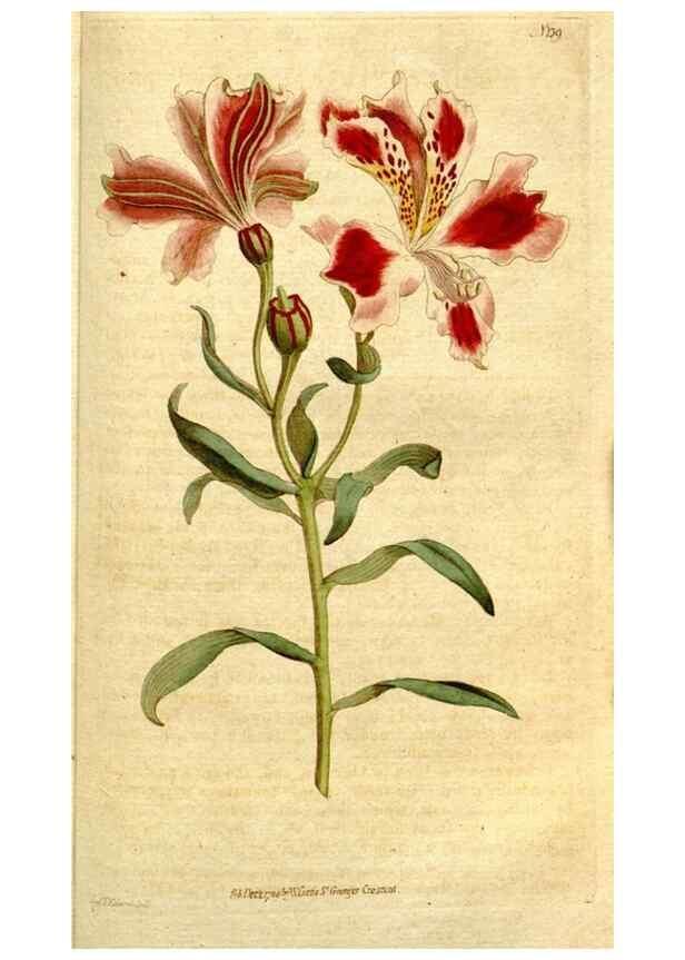 Reproducción/Reproduction 34322718394: The Botanical magazine, or, Flower-garden displayed ... /. [S.l. :s.n.],1790-1800 ;
