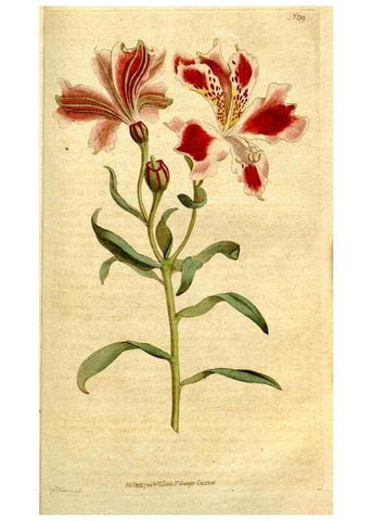 Reproducción/Reproduction 34322718394: The Botanical magazine, or, Flower-garden displayed ... /. [S.l. :s.n.],1790-1800 ;