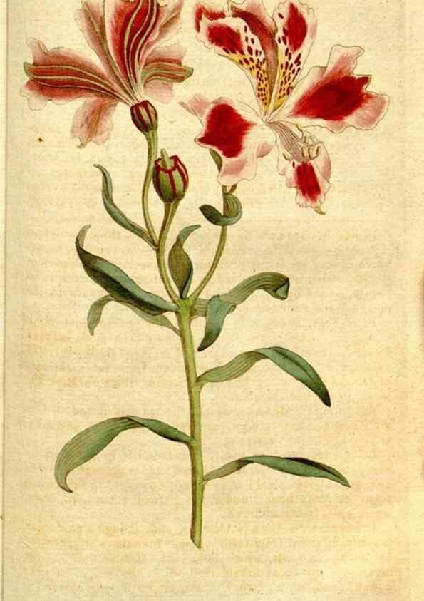 Reproducción/Reproduction 34322718394: The Botanical magazine, or, Flower-garden displayed ... /. [S.l. :s.n.],1790-1800 ;