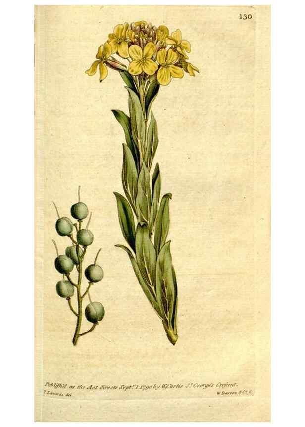 Reproducción/Reproduction 35127664536: The Botanical magazine, or, Flower-garden displayed ... /. [S.l. :s.n.],1790-1800 ;