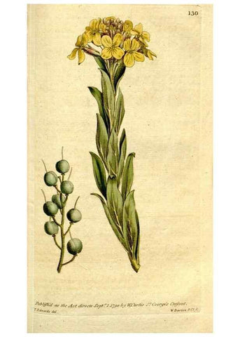 Reproducción/Reproduction 35127664536: The Botanical magazine, or, Flower-garden displayed ... /. [S.l. :s.n.],1790-1800 ;