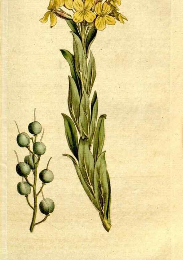 Reproducción/Reproduction 35127664536: The Botanical magazine, or, Flower-garden displayed ... /. [S.l. :s.n.],1790-1800 ;