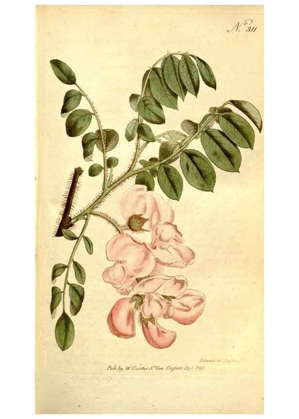 Reproducción/Reproduction 35168501305: The Botanical magazine, or, Flower-garden displayed ... /. [S.l. :s.n.],1790-1800 ;