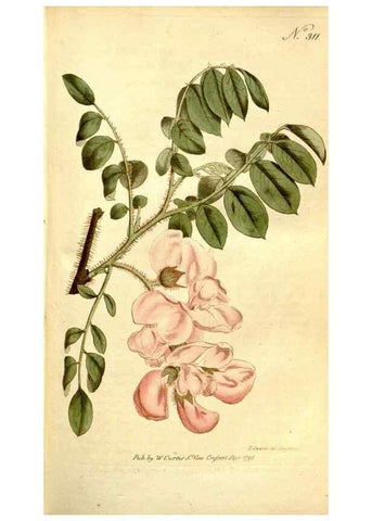Reproducción/Reproduction 35168501305: The Botanical magazine, or, Flower-garden displayed ... /. [S.l. :s.n.],1790-1800 ;