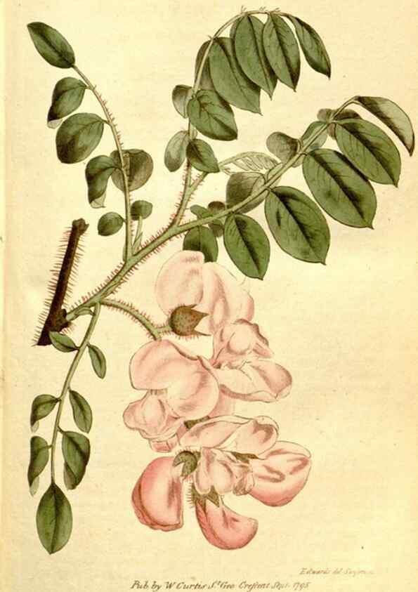 Reproducción/Reproduction 35168501305: The Botanical magazine, or, Flower-garden displayed ... /. [S.l. :s.n.],1790-1800 ;