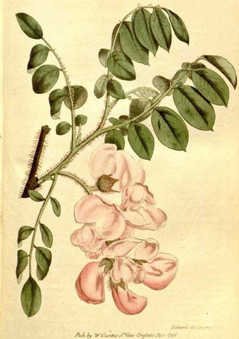 Reproducción/Reproduction 35168501305: The Botanical magazine, or, Flower-garden displayed ... /. [S.l. :s.n.],1790-1800 ;