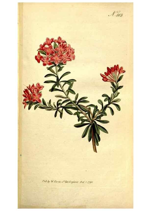 Reproducción/Reproduction 35168507125: The Botanical magazine, or, Flower-garden displayed ... /. [S.l. :s.n.],1790-1800 ;