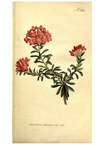 Reproducción/Reproduction 35168507125: The Botanical magazine, or, Flower-garden displayed ... /. [S.l. :s.n.],1790-1800 ;